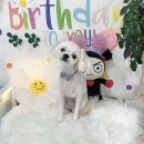 하루가다르개 이미지