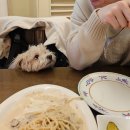 전포1동-7 | 부산애견동반식당 베이비치크 유럽 감성 레스토랑 파스타맛집