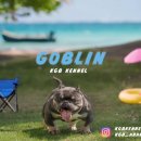 KGBKENNEL(케이지비켄넬) | [HOT]아메리칸불리 차기종견 분양!(GOBLIN자견🔥)