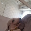 동건스애견카페 이미지