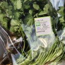 일호농장 | “농약·화학약품 0% ❌ 100% 유기농 🌿 향부터 다른 ‘진짜 고수’”