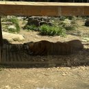 미동농장 | 에버랜드 사파리월드 재개장! 더 와일드 사파리 자리 꿀팁!