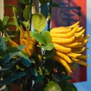 옛그림민화그리기 이미지