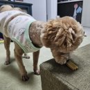 이안덴탈 이미지