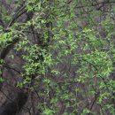 큰나무몰 이미지