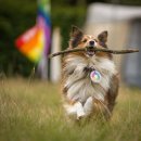 강아지집 이미지