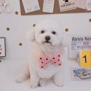 알콩달콩 애견미용실 이미지