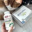 two현동물병원 | 고양이 항생제·만성설사 해결법｜보울라디균 효과와 부작용 실제 후기 (췌장염·IBD)