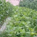 상채농장 이미지