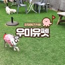 창원애견카페 창원애견운동장 우미유펫
