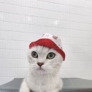 잔다냥 천안점 이미지