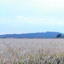 타작마당 | 고전운문 한시 < 보리타작 > 정약용