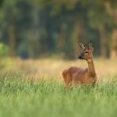 노루마당 이미지