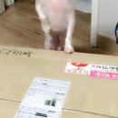 퍼피스캔들 이미지