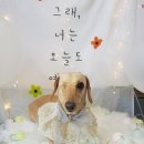 늘, 이쁘개 이미지