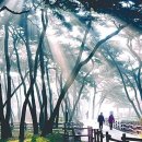 푸른소나무 이미지
