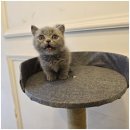 도그마루 강아지고양이 일산점 | 강아지와 고양이의 천국, 일산강아지분양고양이분양 도그마루 방문 후기!