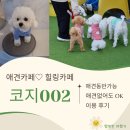 cozy002 | 창원 애견카페 코지002(COZY002) ㅇㄱ 없어도 방문 가능한 힐링카페 애견유치원
