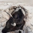 눈폭풍이 몽골을 휩쓸다. 폭설로 아르헨티나 멘도사에 수천 명이 갇히다. 이미지
