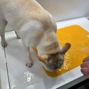 멍멍아 또 와 | 구일역애견셀프목욕 구로 24시 무인 멍멍목욕탕 후기