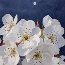 별이 빛나는 밤에 이미지