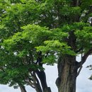 국토종주 남한강자전거길(중앙선 폐선구간) | [걷기여행 : 두물머리 물래길] 두물머리 느티나무 여름풍경, 황태마을 식사 - 북한강철교자전거길