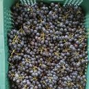 아란 농장 | 국산아로니아 찾는다면, 아란마켓 고창 햇 아로니아 후기