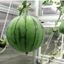 박성환농장 이미지