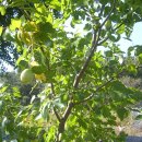 대추나무 이미지