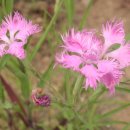 H9367 Daum카페
