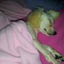 송원애견 이미지