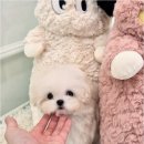 천안강아지분양 우리집퍼피 천안아산본점 (하이도그) 이미지