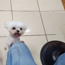 빵떡#