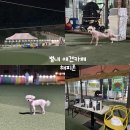 남양주 별내 애견카페 해피존 잔디 운동장 수영장 내돈내산 솔직후기 ｜ 대형견 가능