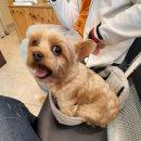 레인보우동물병원 이미지