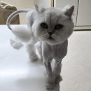 【 순천 고양이 무마취 미용 】 꼼꼼한데 단시간에 끝나는 고양이 미용실 순천 야옹아놀자 다녀온 후기💈