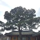 산청 남사예담촌 부부회화나무 이씨고가 사효재 이제개국공신교서 옛담장