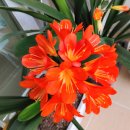 더라스트드롭(THE LAST DROP) 이미지