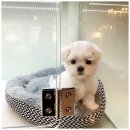 대구강아지분양 마마스미독 본점 이미지