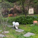 도그하우스 이미지