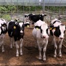 유대목장 이미지