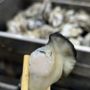 2024 천북 굴축제 | 보령 천북 굴단지 굴축제 후기(주차,가격)