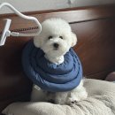 한솔동물병원 | 비숑 피부병 원인과 증상 병원진료와 셀프케어 비교 강아지 연고정보