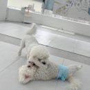 일리키독 이미지