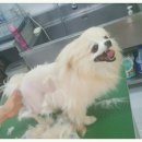 프리티 도그&캣 이미지