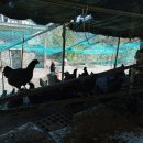 구구랜드 실키팜 이미지