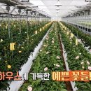 봉화에버로즈 영농조합법인 | 🌷🌹 🌼행복의 꽃…연 2억8천만원 화훼 부자농부