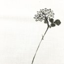 박재웅 카카오 검색결과