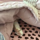 석규 | [윾넨로그]#34 먹보의 하루😋