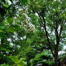 ＜정충신의 꽃·나무 카페＞ 배롱나무 이미지